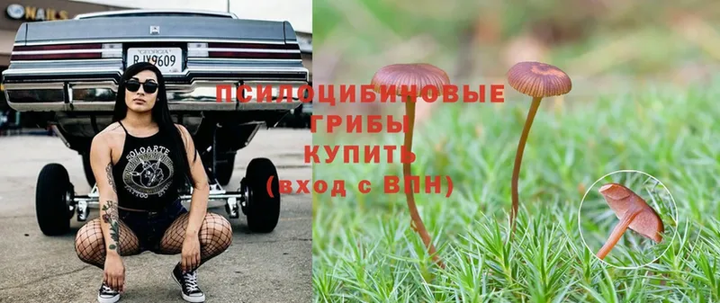 как найти   Волжск  Псилоцибиновые грибы Psilocybine cubensis 